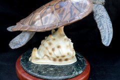 turtles-petes-gallery-img4